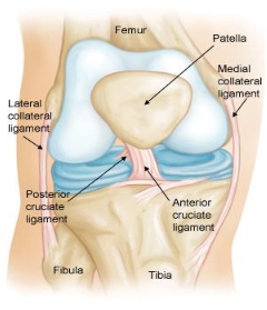Knee arthroscopy specialist Bangalore